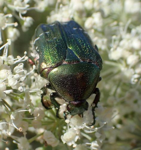 Réf. 237 596 : Cetonia aurata